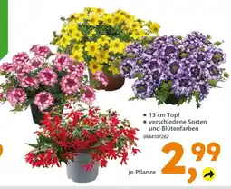 Globus Baumarkt Pflanze mit 13 cm topf Angebot