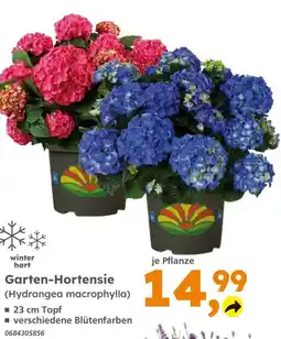 Globus Baumarkt Garten-hortensie Angebot