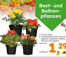 Globus Baumarkt Beet- und balkonpflanzen Angebot
