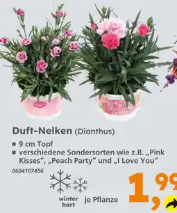 Globus Baumarkt Duft-nelken (dianthus) - pink kisses Angebot