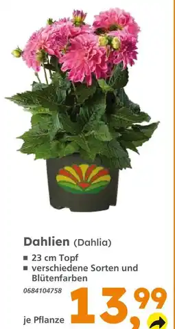 Globus Baumarkt Dahlien Angebot