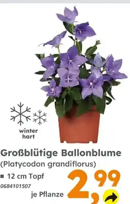 Globus Baumarkt Großblütige ballonblume Angebot