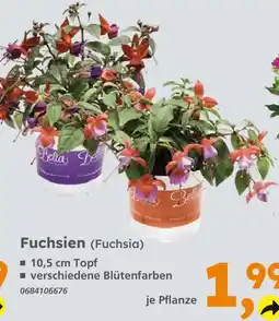 Globus Baumarkt Bella fuchsien (fuchsia) Angebot