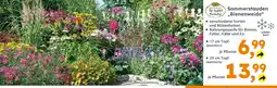 Globus Baumarkt Sommerstauden 'bienenweide' 17 cm topf Angebot