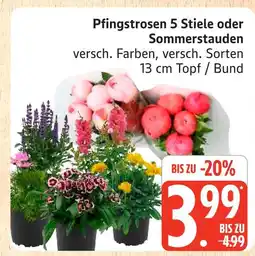 Marktkauf Pfingstrosen 5 stiele Angebot