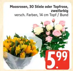 Marktkauf Moosrosen, 30 stiele Angebot