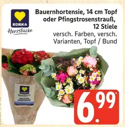 Marktkauf Edeka bauernhortensie, 14 cm topf Angebot