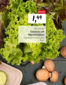 KONSUM Salatrio am wurzelballen Angebot