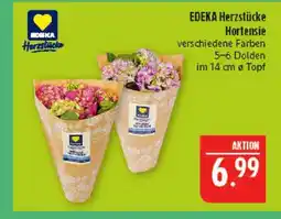 Marktkauf Edeka herzstücke hortensie Angebot