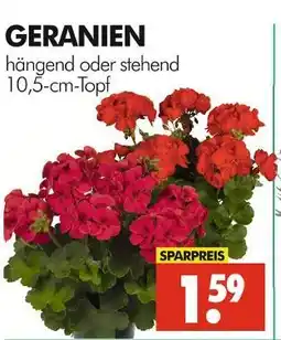 Wreesmann Geranien Angebot