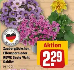 REWE Zauberglöckchen, Elfensporn oder REWE Beste Wahl Dahlie Angebot