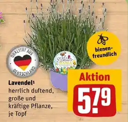 REWE Lavendel Angebot