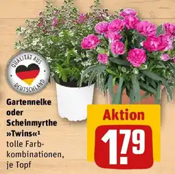 REWE Gartennelke oder Scheinmyrthe Twins Angebot