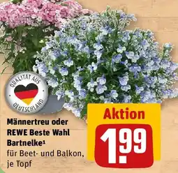 REWE Männertreu oder REWE Beste Wahl Bartnelke Angebot