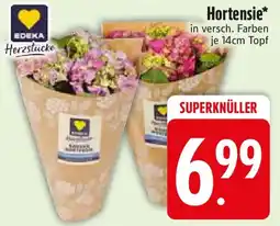 Edeka EDEKA Herzstücke Hortensie Angebot