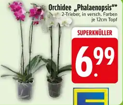Edeka Orchidee Orchidee „Phalaenopsis"* Angebot