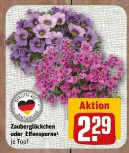 nahkauf Zauberglöckchen oder Elfensporne Angebot