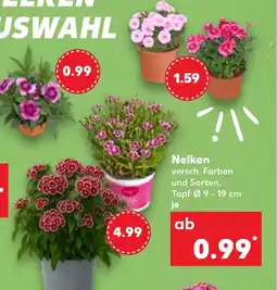 Kaufland Nelken Angebot