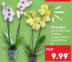 Kaufland Orchidee Angebot