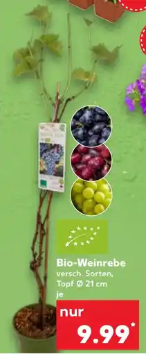 Kaufland Bio-Weinrebe Angebot