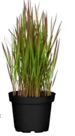 OBI Grow By Obi Blutgras Red Baron Angebot