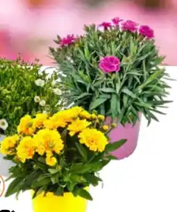 OBI Grow By Obi Stauden-Mix Angebot