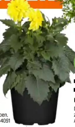 OBI Grow By Obi Dahlie Mystery Day Angebot