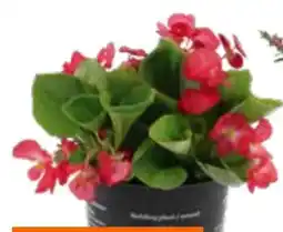 OBI BEGONIA FARBMIX Angebot