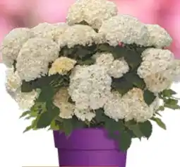 OBI Schneeballhortensie Flower Wow Angebot