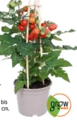 OBI Grow By Obi Gourmet-Gemüse­pflanzen Pick and Joy Angebot