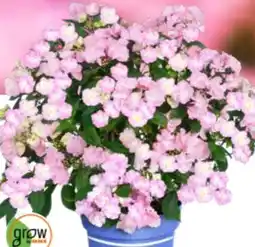 OBI Grow By Obi Hortensie Bloombuster Angebot