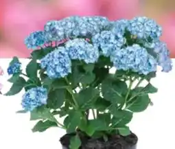 OBI Freiland-Hortensie Angebot