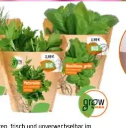 OBI Grow By Obi Bio Kräuter Angebot