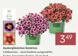 Pflanzen Kölle Zauberglöckchen selektion Angebot