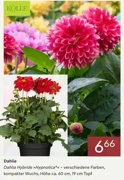 Pflanzen Kölle Kölle dahlia hybride hypnotica Angebot