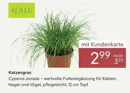 Pflanzen Kölle Kölle katzengras Angebot