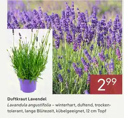 Pflanzen Kölle Duftkraut lavendel Angebot