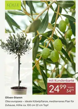 Pflanzen Kölle Kölle oliven-stamm Angebot