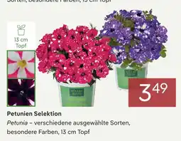 Pflanzen Kölle Petunien selektion Angebot