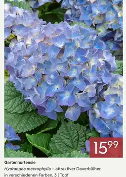 Pflanzen Kölle Gartenhortensie Angebot