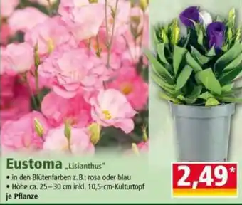 Norma Eustoma Angebot