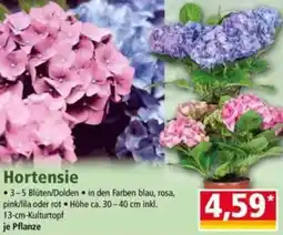 Norma Hortensie Angebot