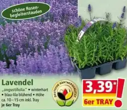 Norma Lavendel Angebot