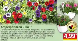 Norma Ampelpflanzen ,,Trixi" Angebot