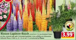 Norma Riesen-Lupinen-Busch Angebot