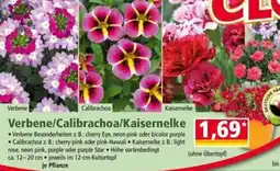 Norma Verbene/Calibrachoa/Kaisernelke Angebot