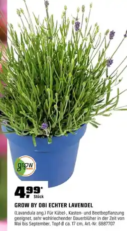 OBI GROW BY OBI ECHTER LAVENDEL Angebot