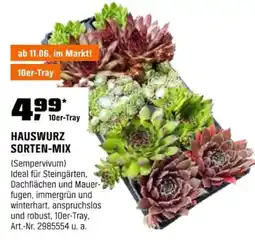 OBI HAUSWURZ SORTEN-MIX Angebot