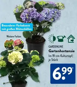 Aldi Süd GARDENLINE Gartenhortensie Angebot