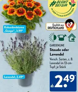 Aldi Süd GARDENLINE Staude oder Lavendel Angebot